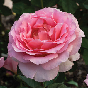 Decor roses